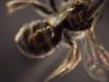 Seladonia sp.